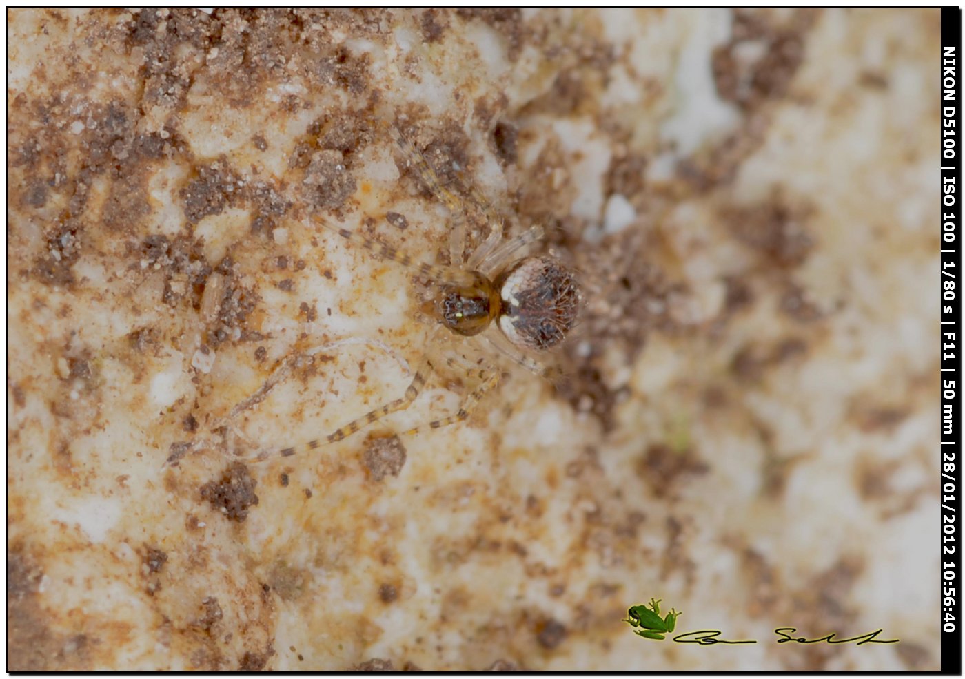 Theridiidae, cf. Theridion sp.