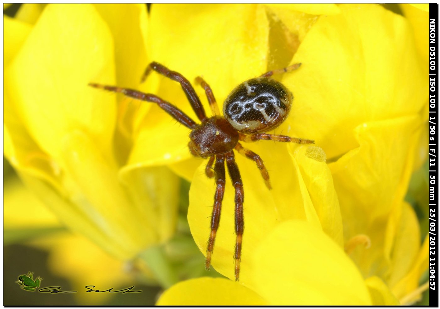 Synema globosum da Uri