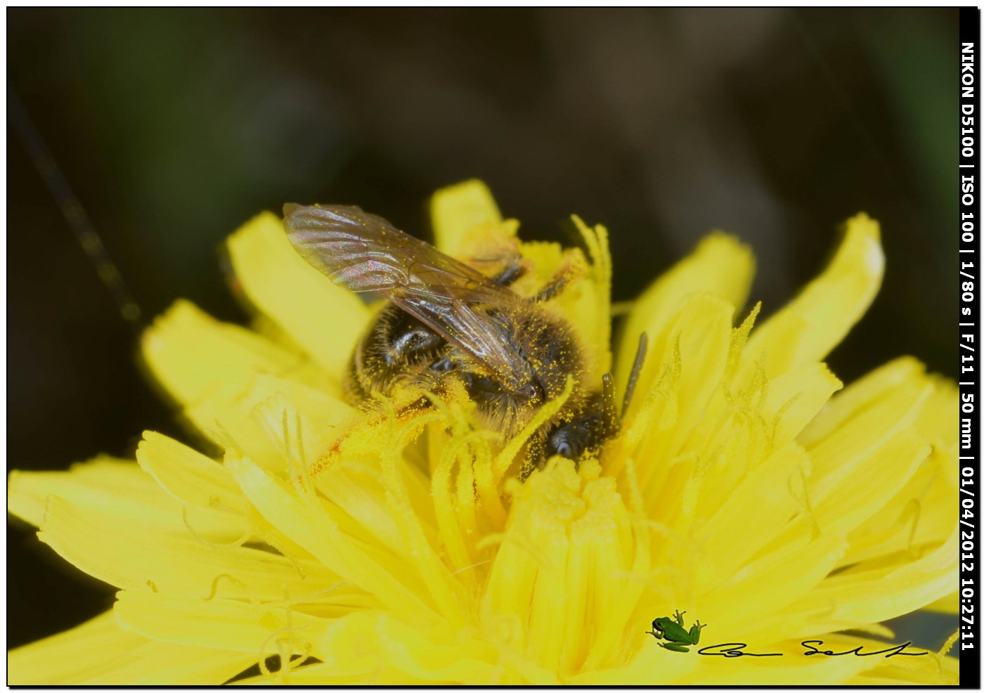 Andrena cfr hesperia