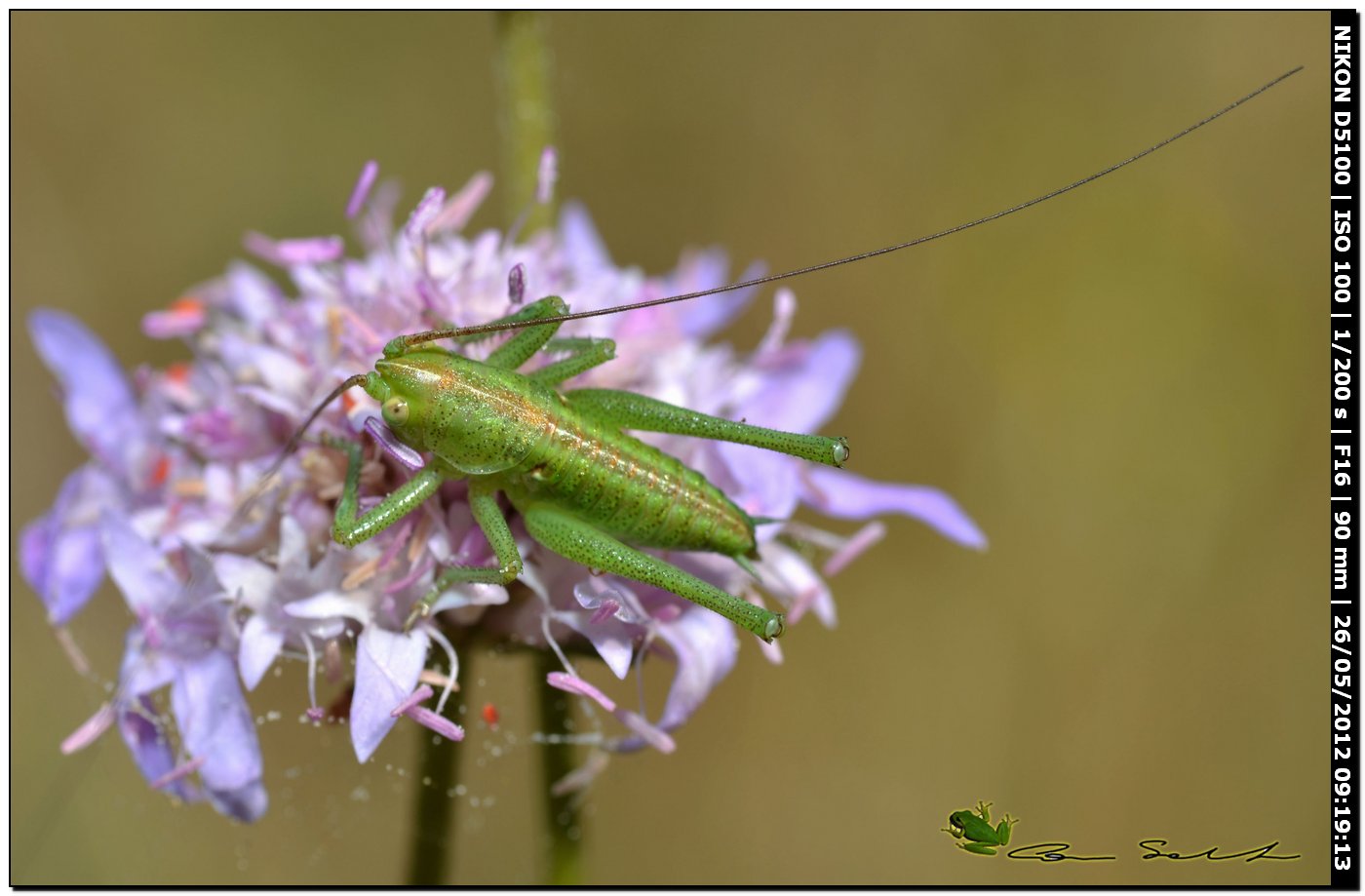 Neanide di Tettigonia sp. maschio