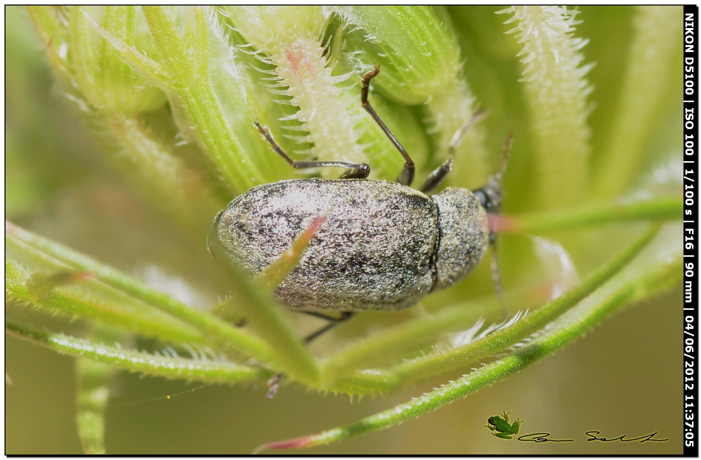 Mycterus umbellatarum