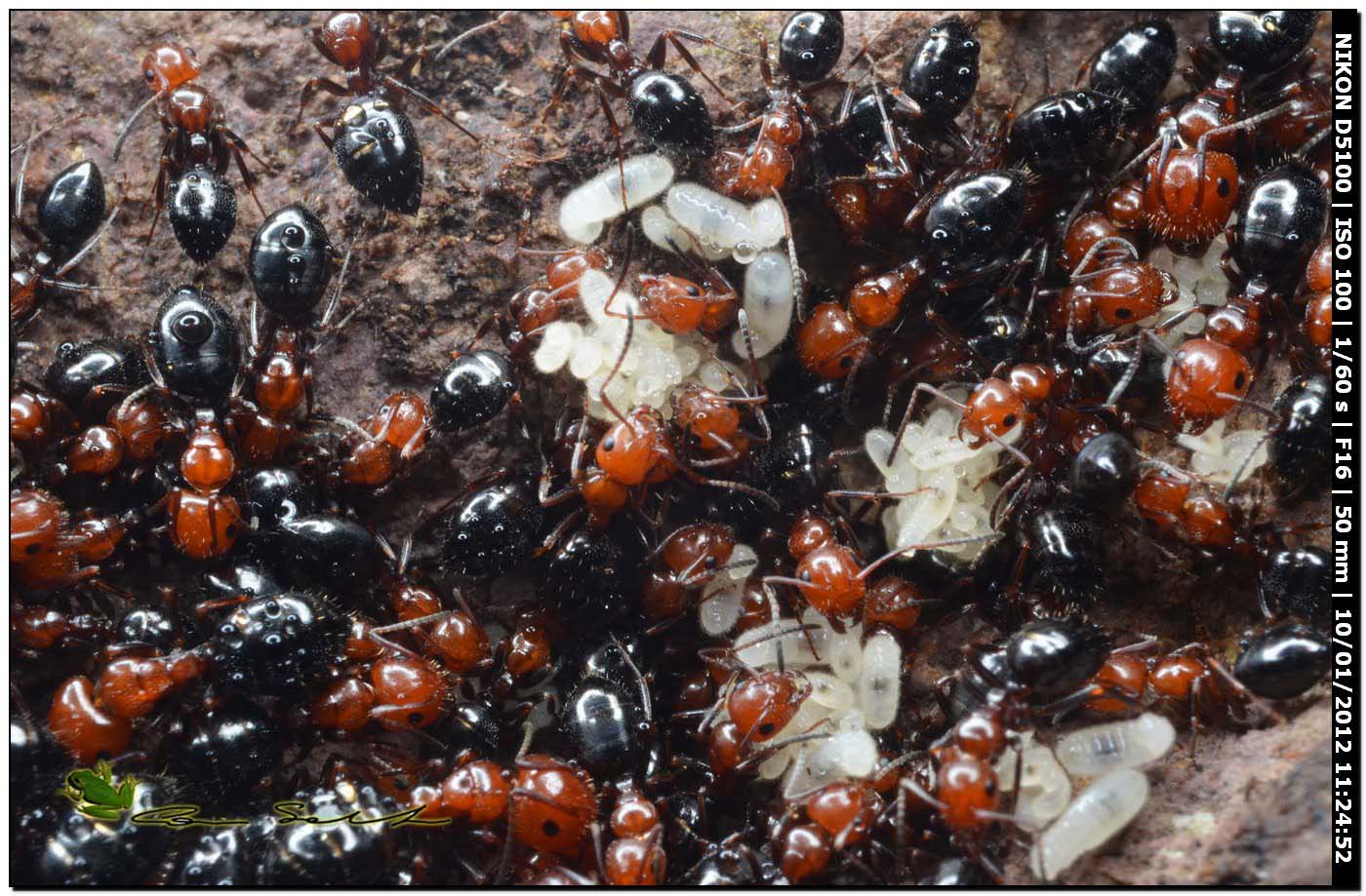 Crematogaster scutellaris? No. Camponotus lateralis