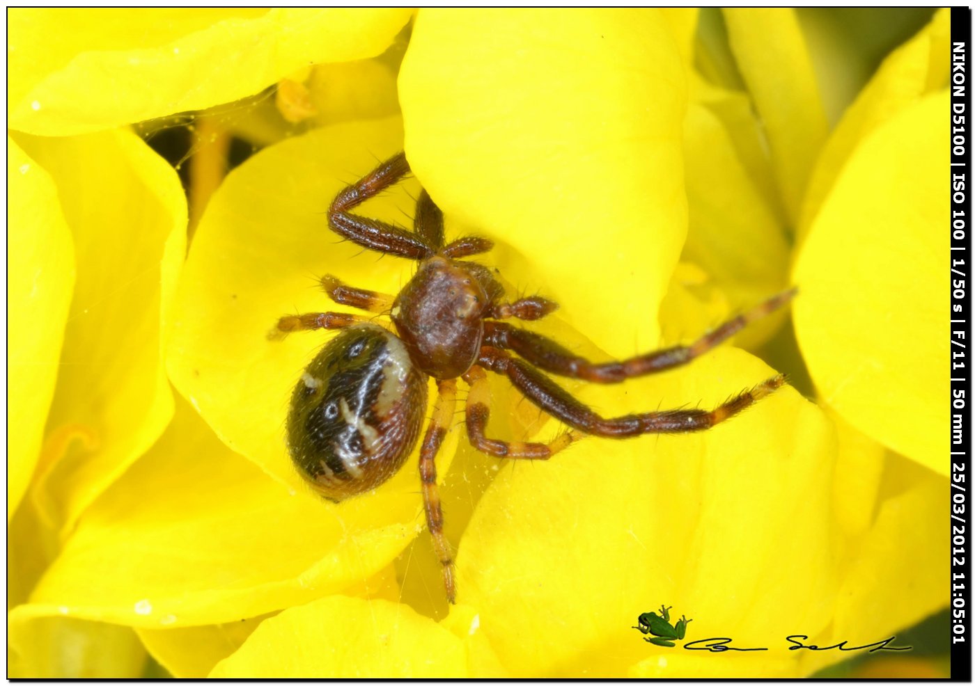 Synema globosum da Uri