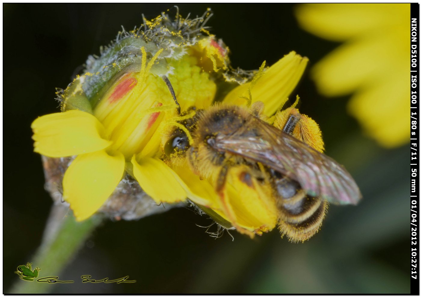 Andrena cfr hesperia