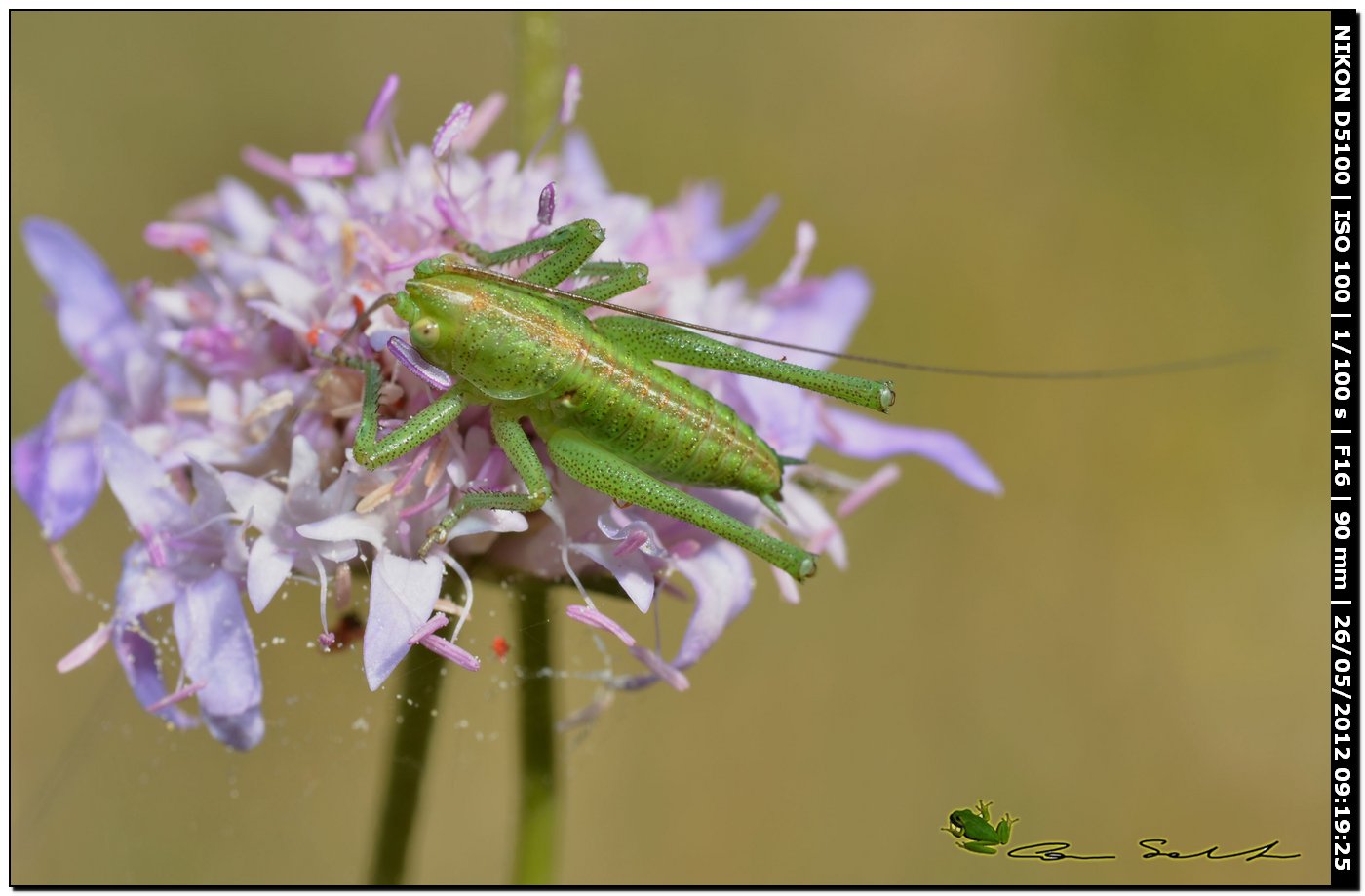 Neanide di Tettigonia sp. maschio