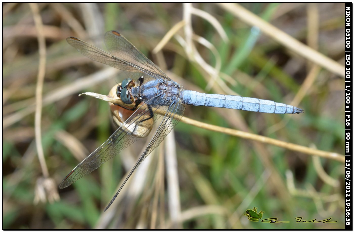 Orthetrum coerulescens anceps ♂