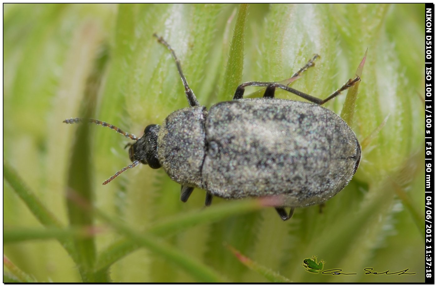 Mycterus umbellatarum