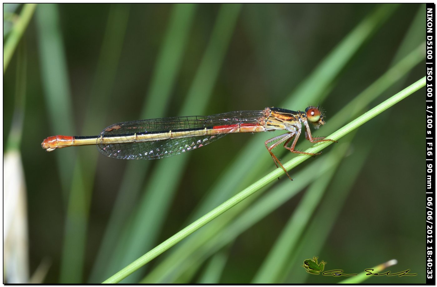 Ceriagrion tenellum ♀ 2