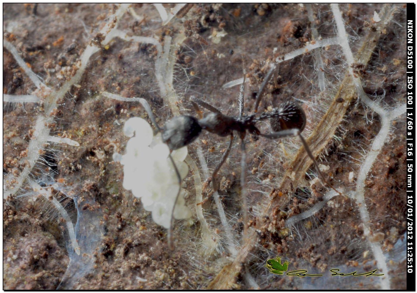 Crematogaster scutellaris? No. Camponotus lateralis