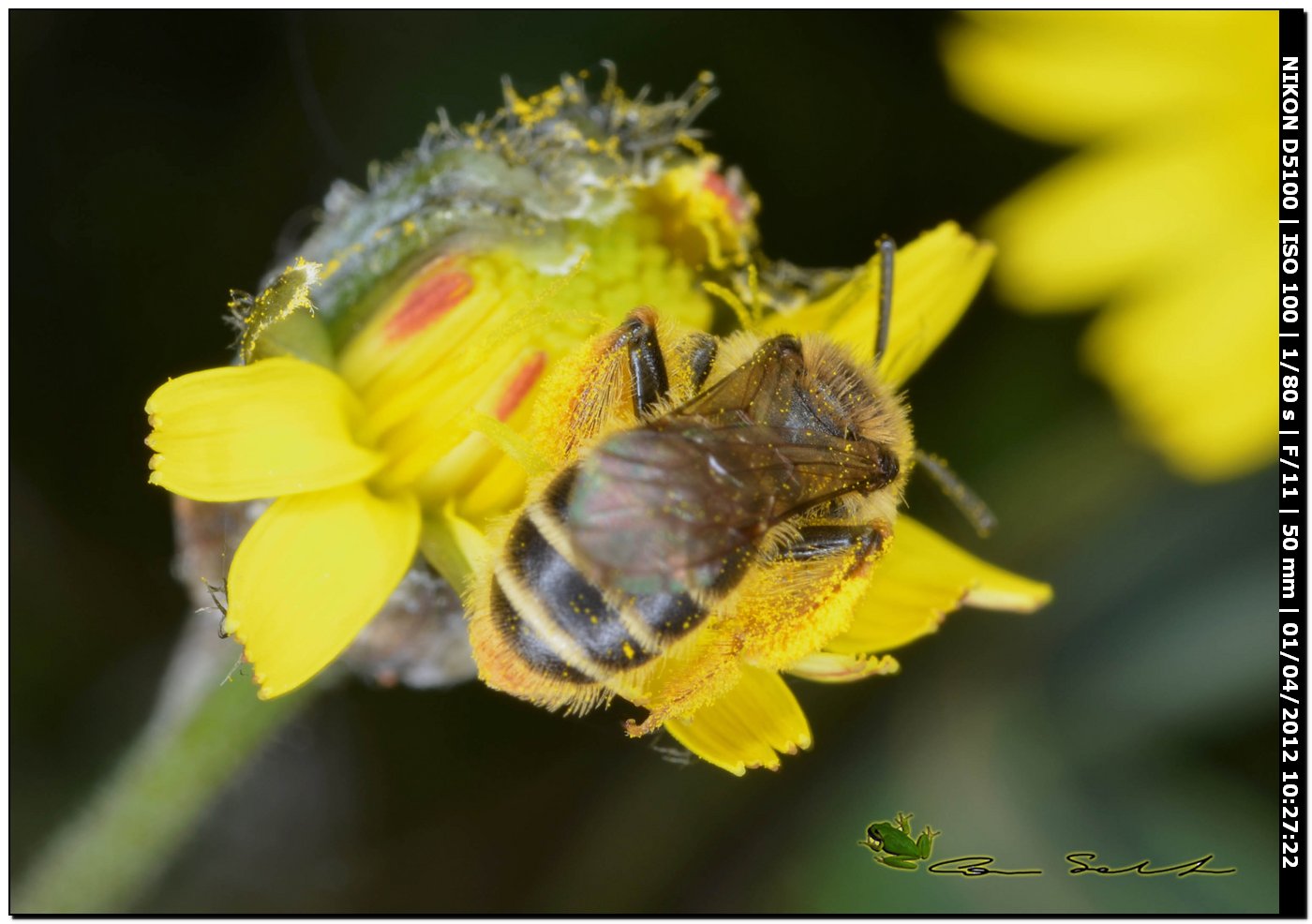 Andrena cfr hesperia