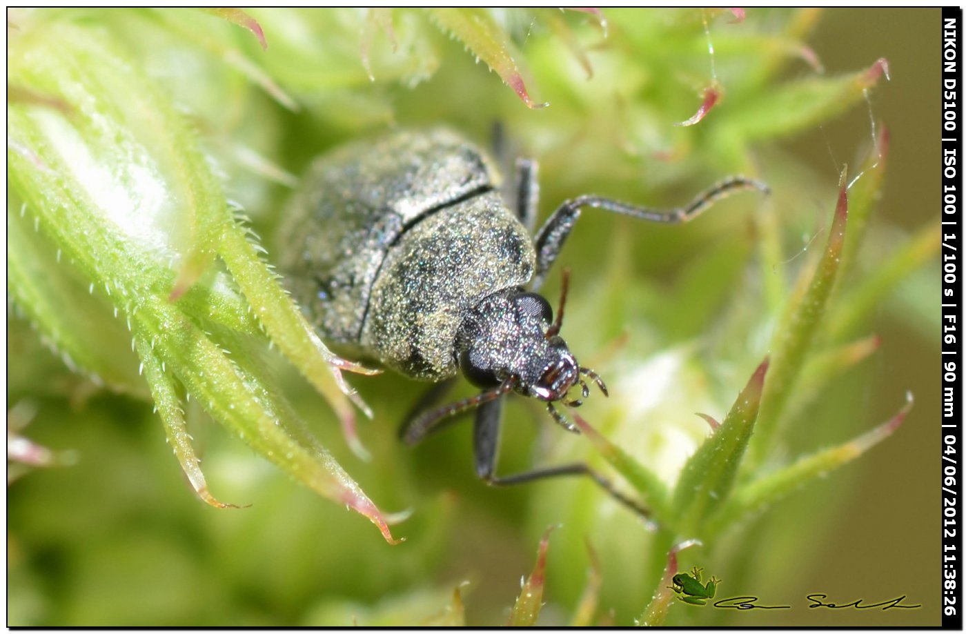 Mycterus umbellatarum