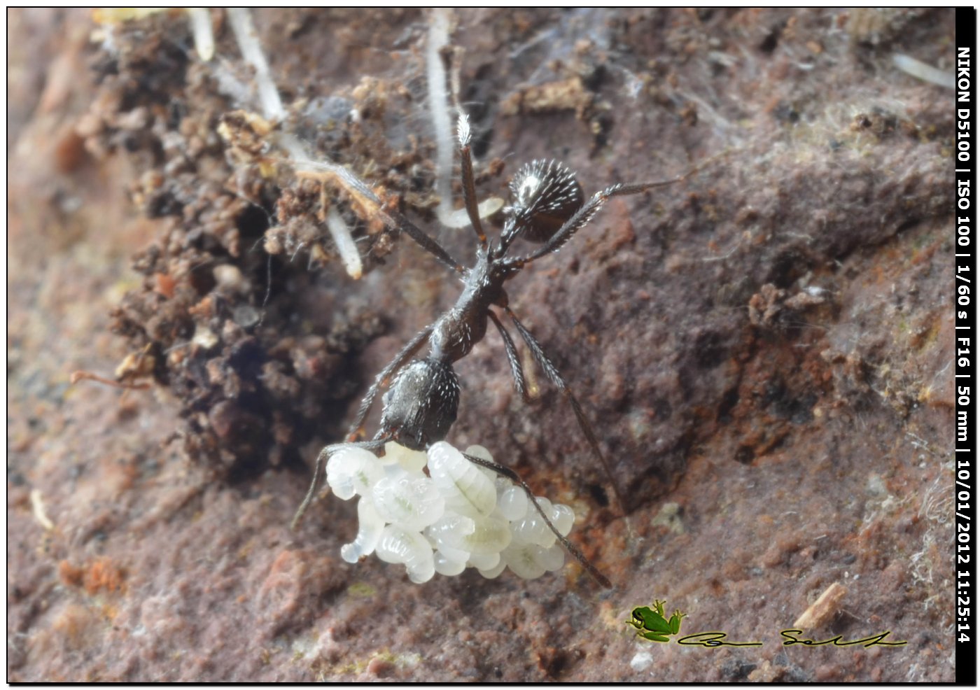 Crematogaster scutellaris? No. Camponotus lateralis