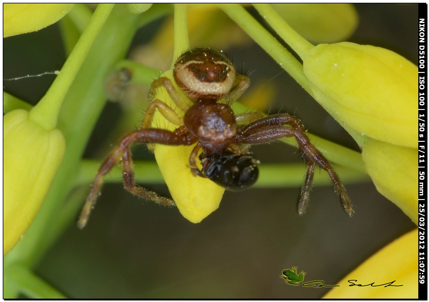 Synema globosum da Uri