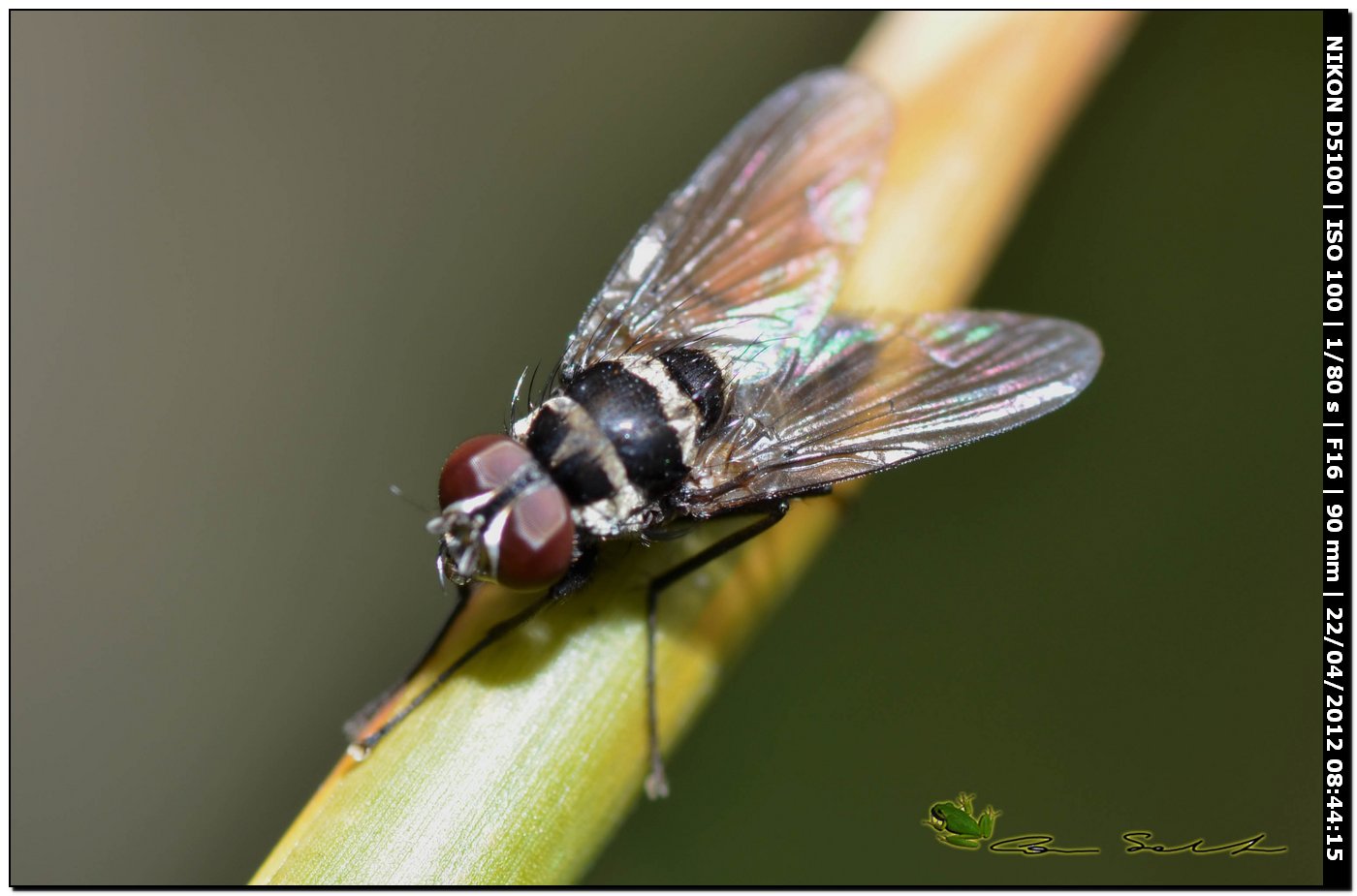 Limnophora obsignata (Muscidae)