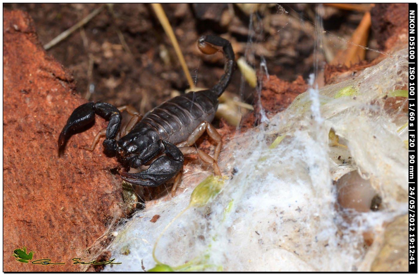 Zoropsis cf. spinimana