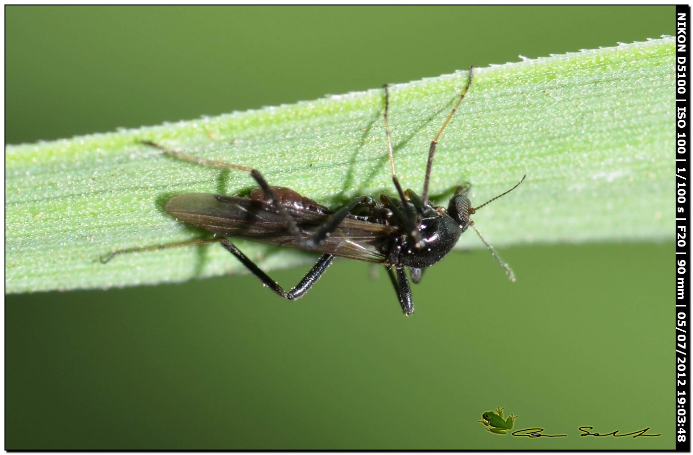 Bibionidae, Bibio sp.