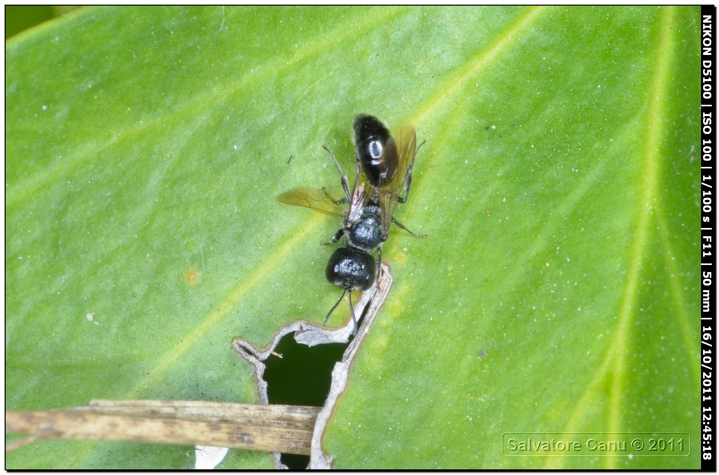 Pemphredon sp.? (Crabronidae)