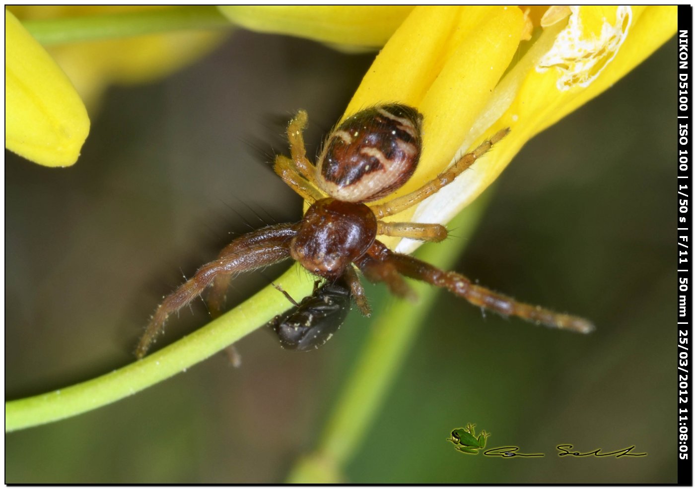 Synema globosum da Uri