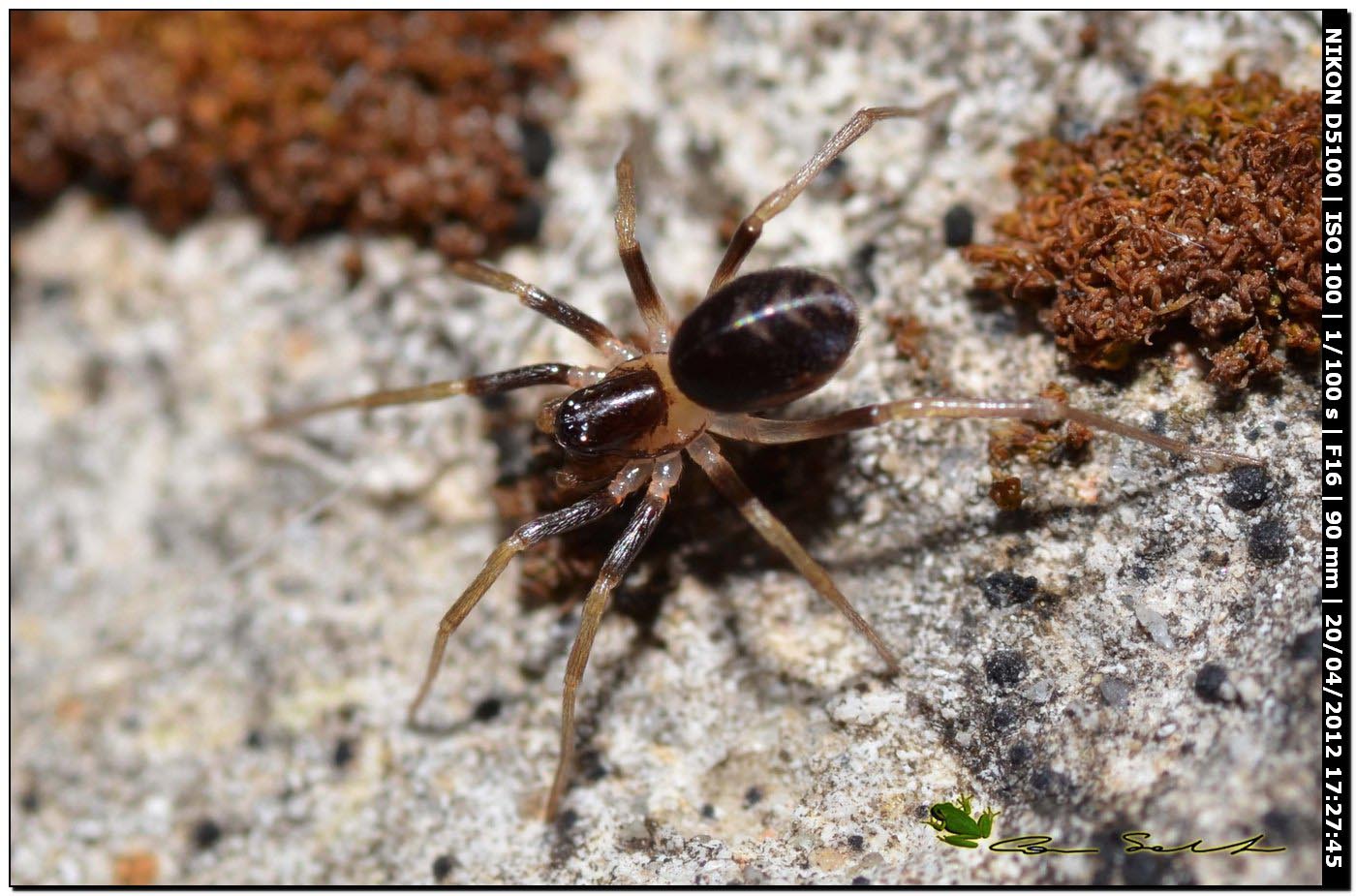 Zodarion sp.