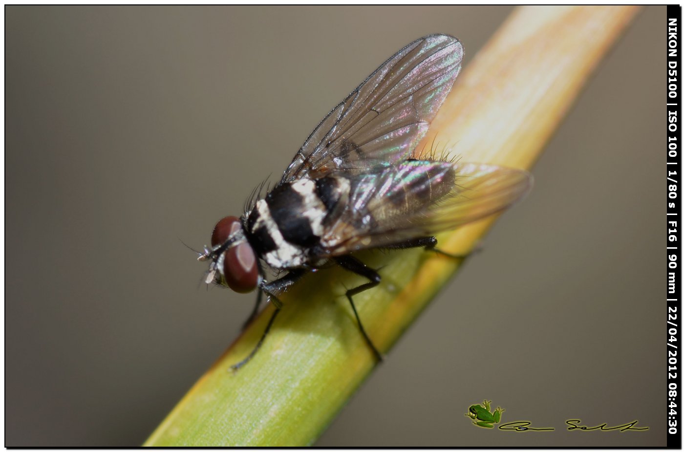 Limnophora obsignata (Muscidae)