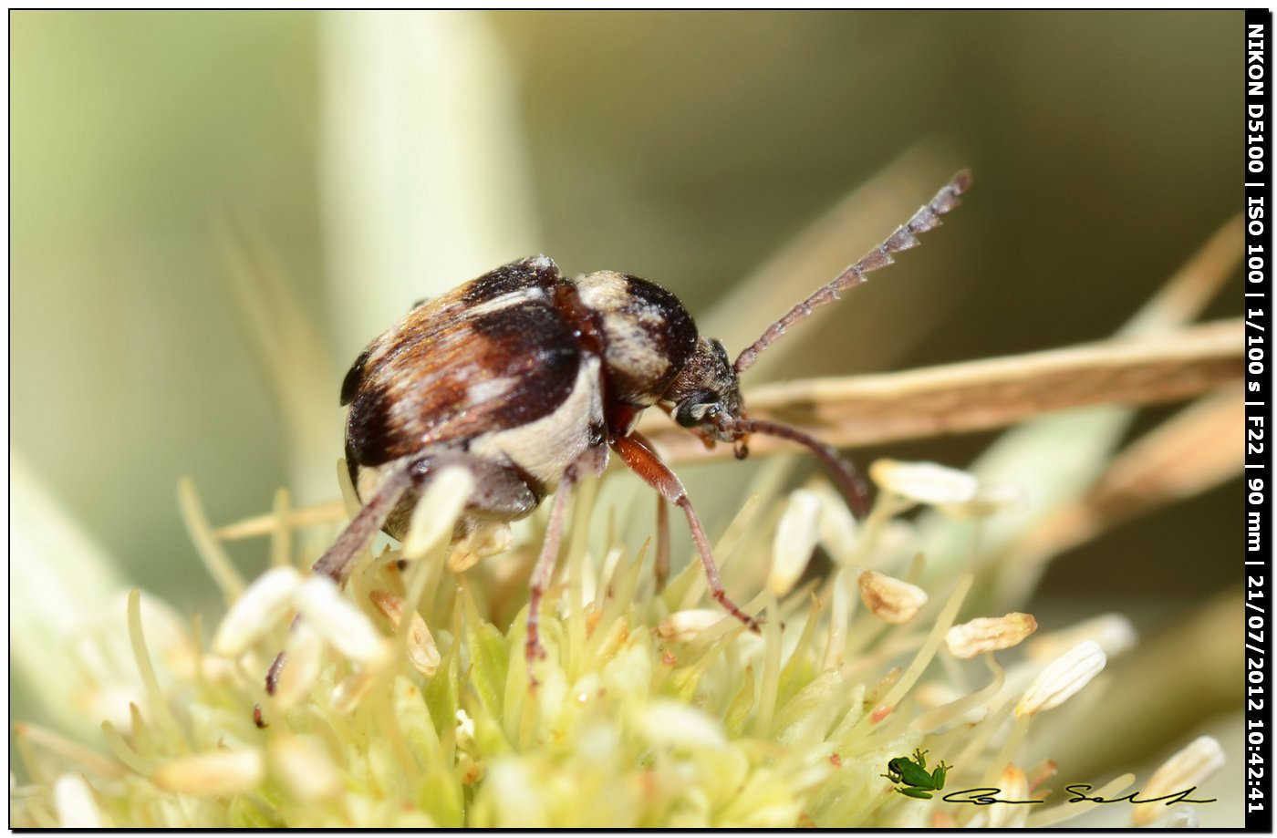 Bruchidius sp.