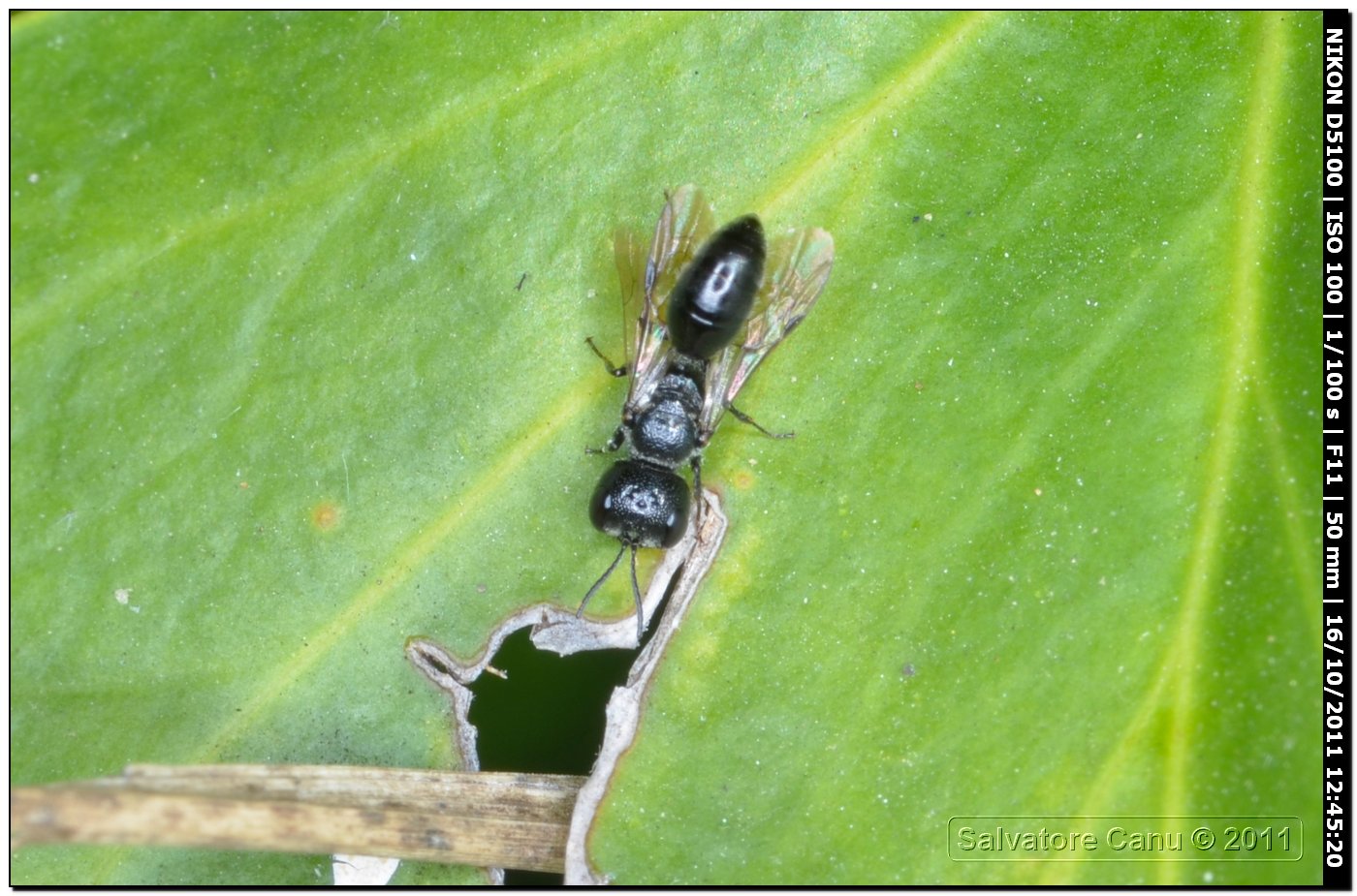 Pemphredon sp.? (Crabronidae)