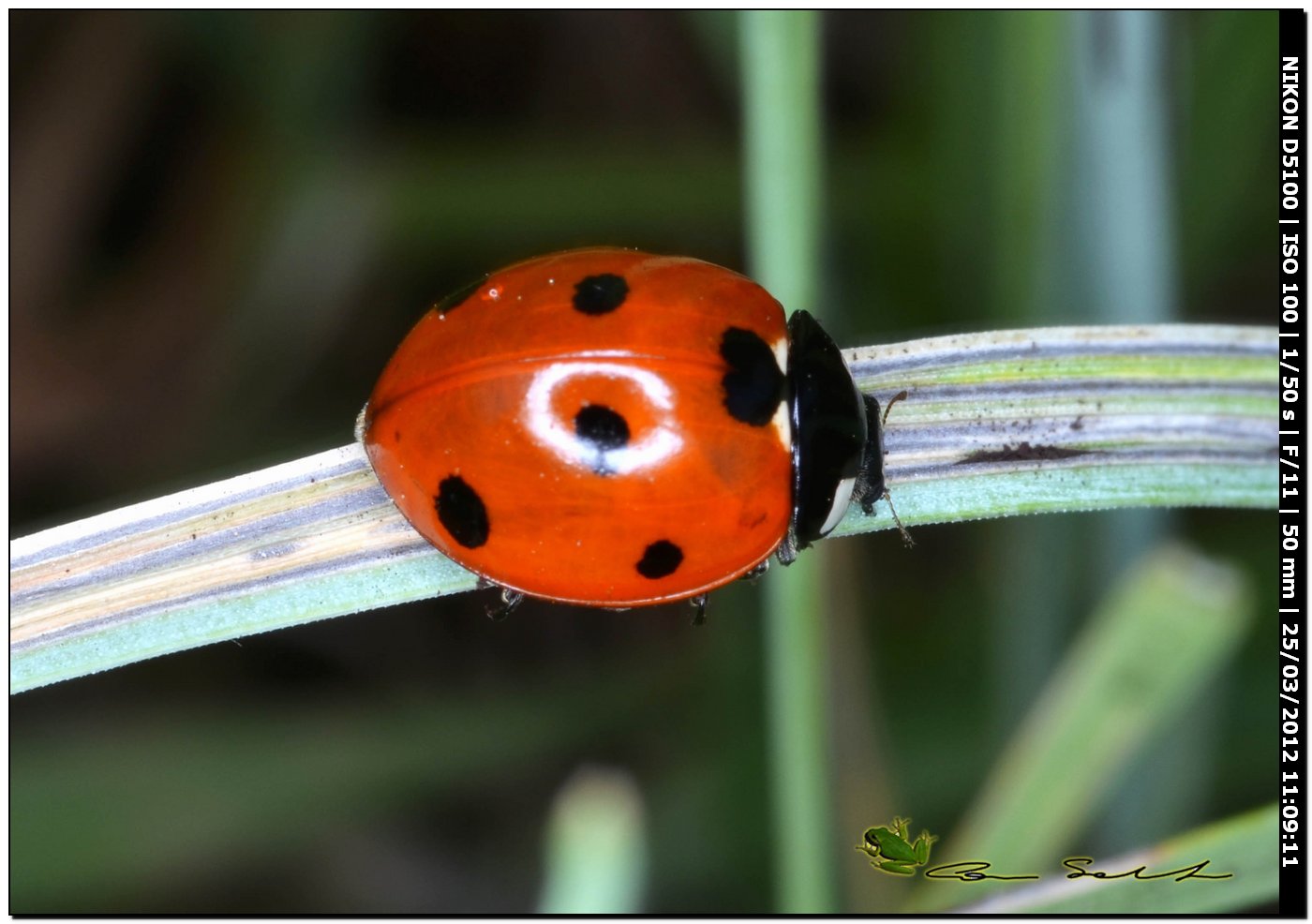 Coccinella septempunctata