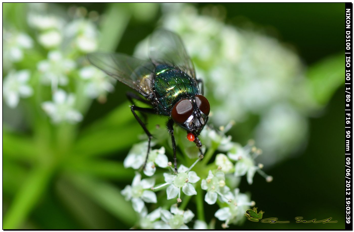 Calliphoridae o Muscidae?: Neomyia cornicina