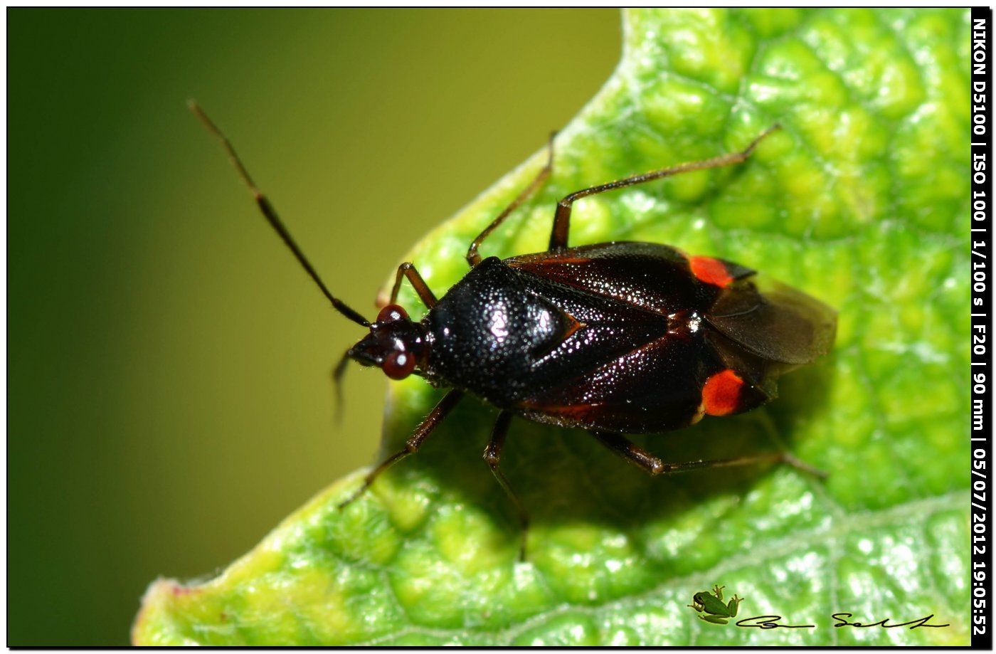 Miridae, Deraeocoris ruber