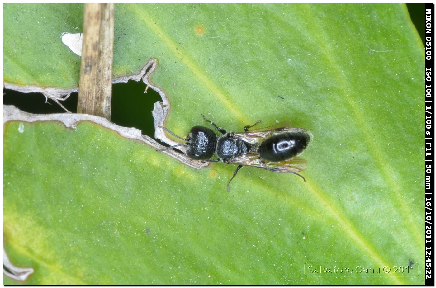 Pemphredon sp.? (Crabronidae)