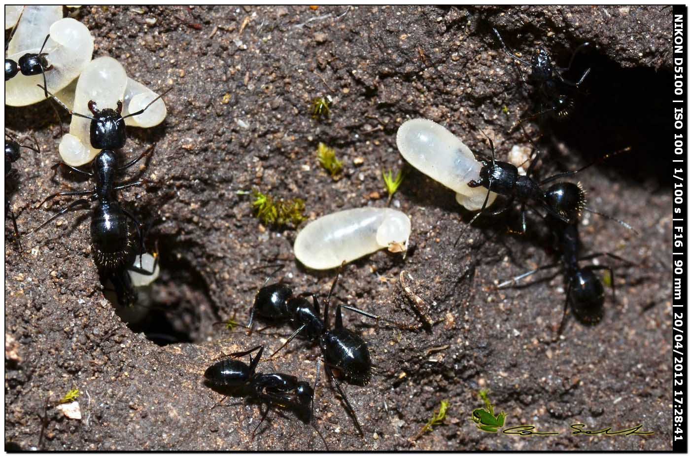 Formiche con larve: Camponotus cfr aethiops