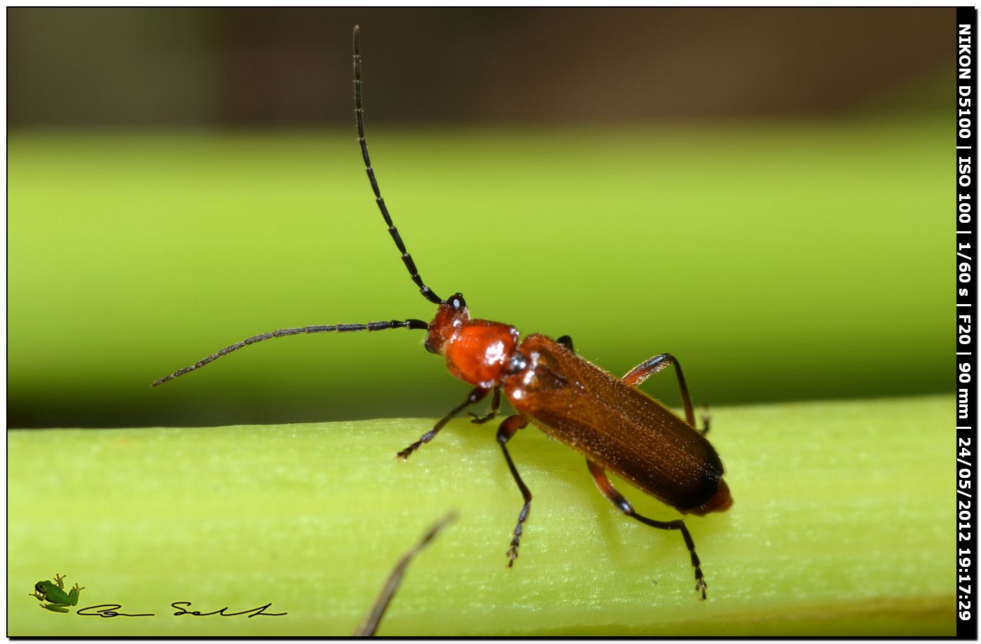 Cantharidae: Rhagonycha sp.