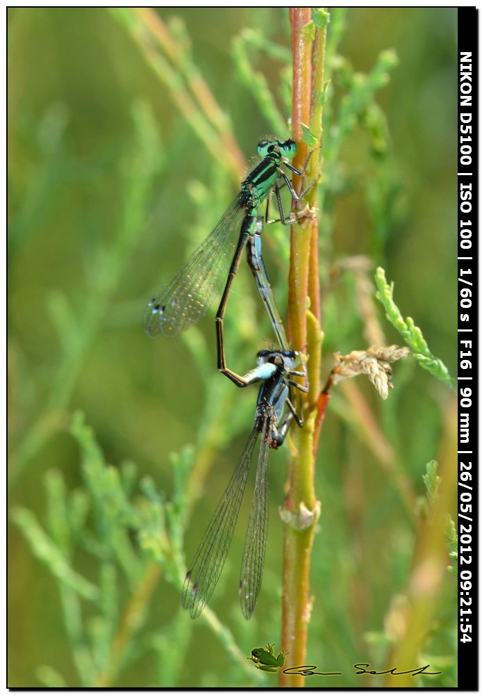 Ischnura genei  ♂♀