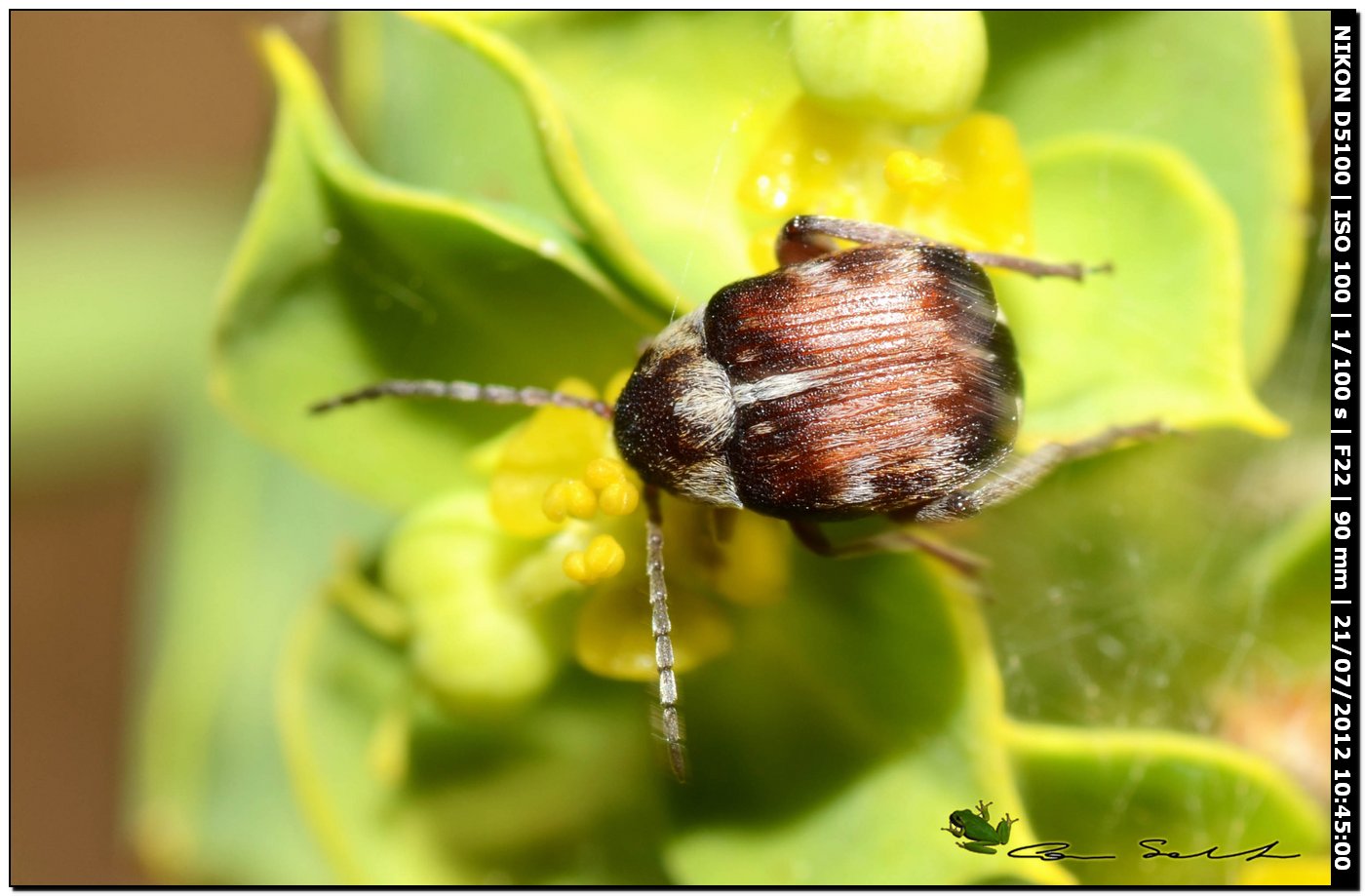 Bruchidius sp.