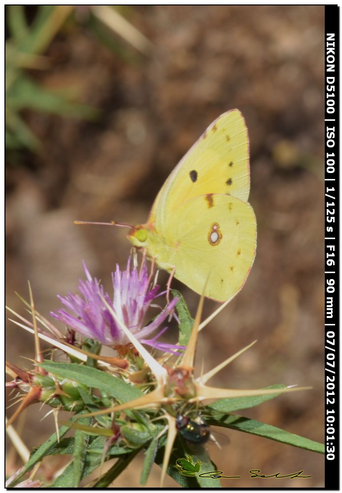 Pieridae, Colias crocea