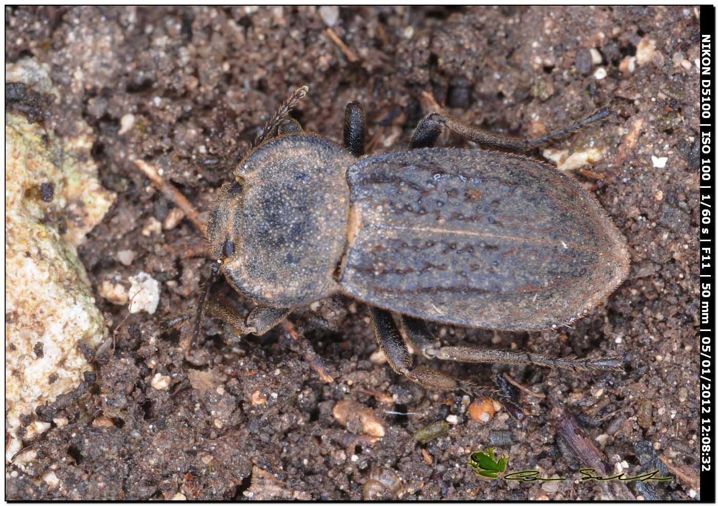 Asida corsica