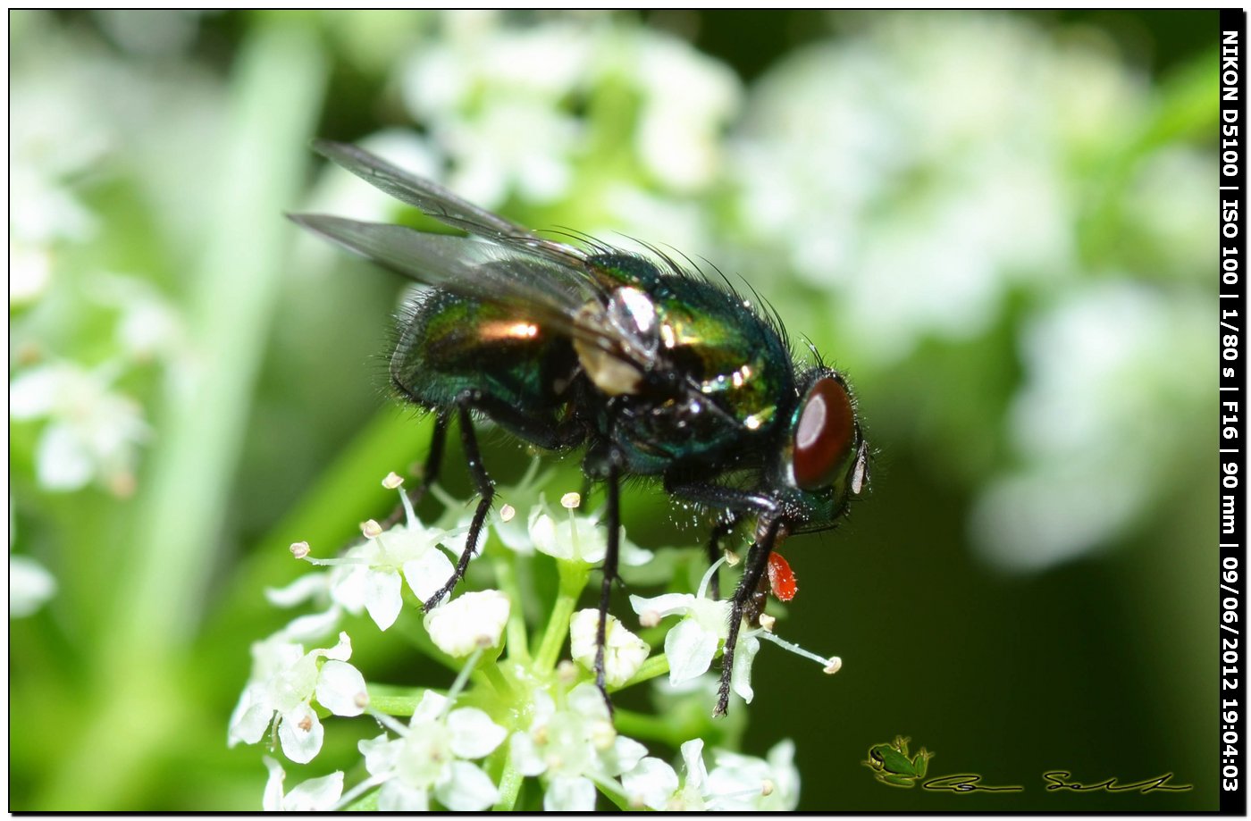 Calliphoridae o Muscidae?: Neomyia cornicina