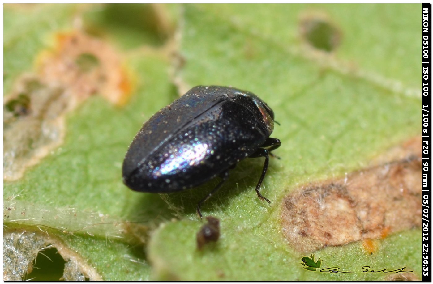 Buprestidae, Trachys troglodytiformis