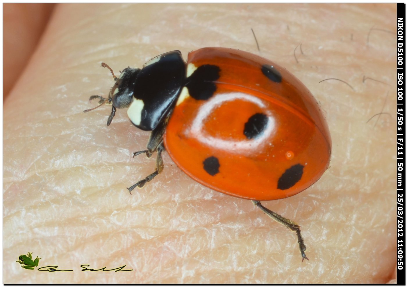 Coccinella septempunctata