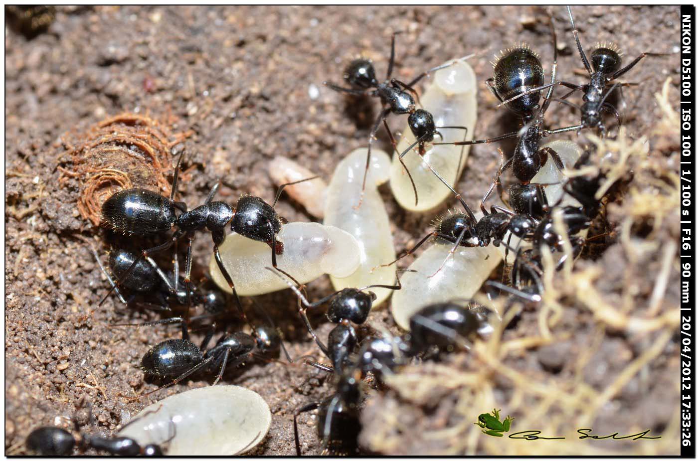 Formiche con larve: Camponotus cfr aethiops