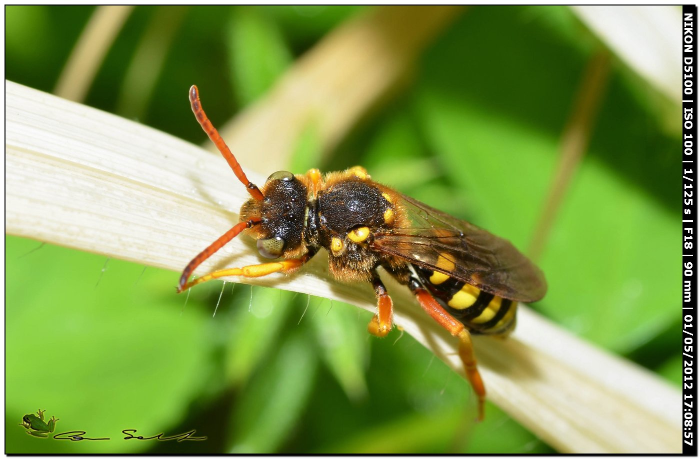 Crabronidae? No, femmina di Nomada sp.