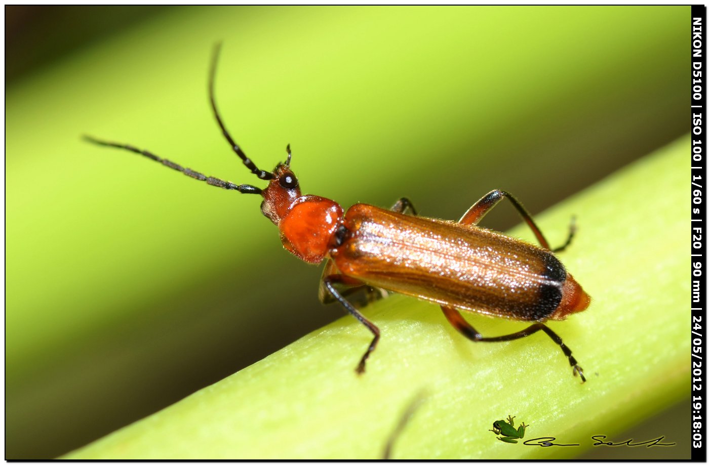 Cantharidae: Rhagonycha sp.