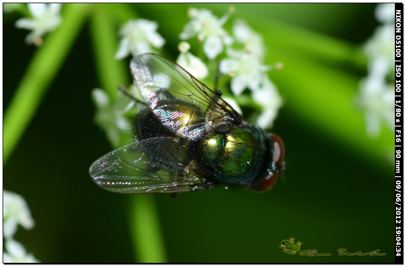 Calliphoridae o Muscidae?: Neomyia cornicina