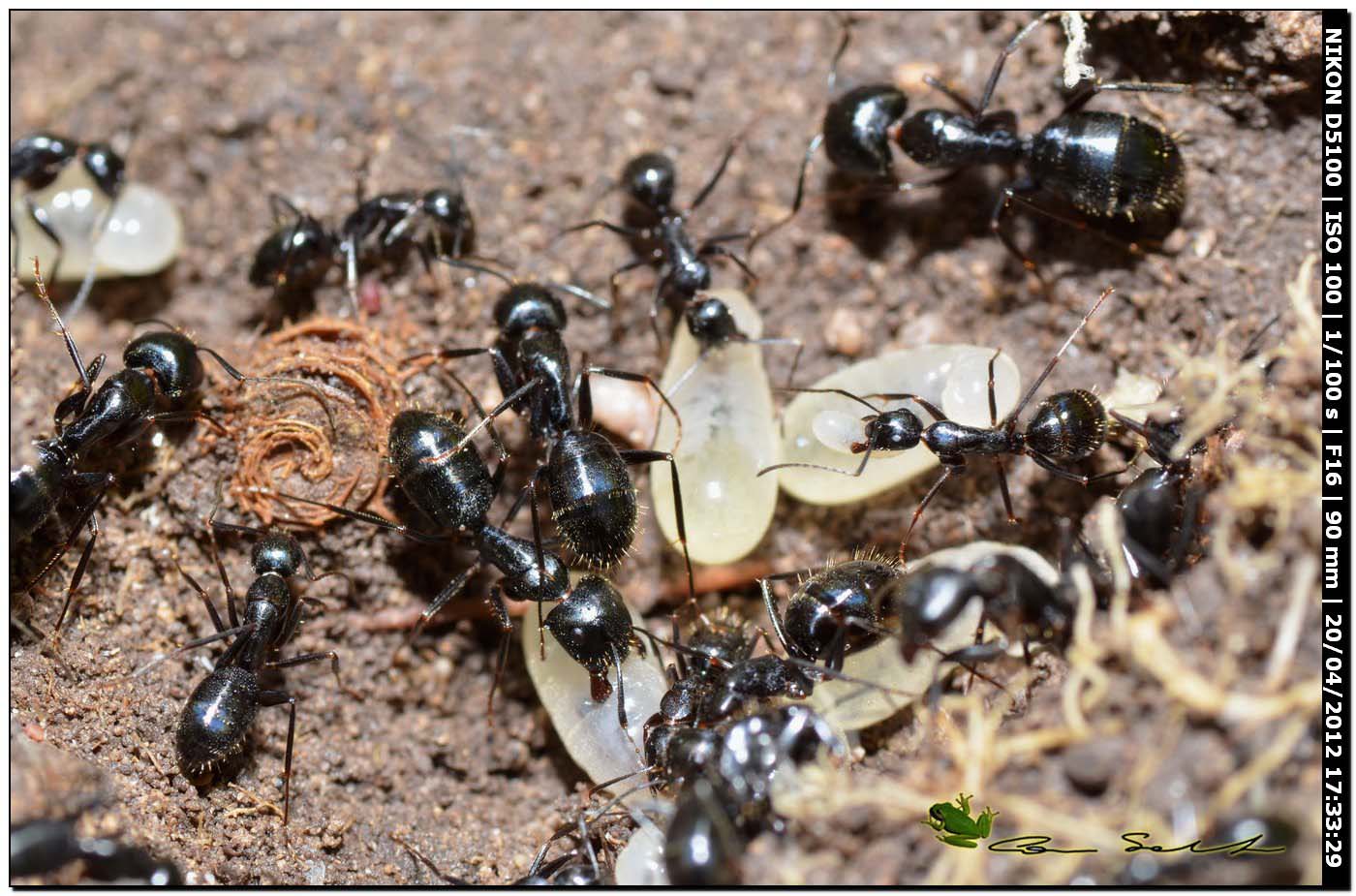 Formiche con larve: Camponotus cfr aethiops