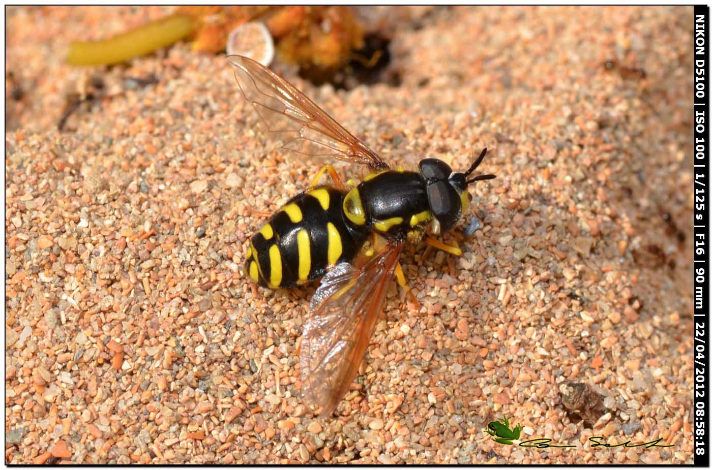 Chrysotoxum intermedium