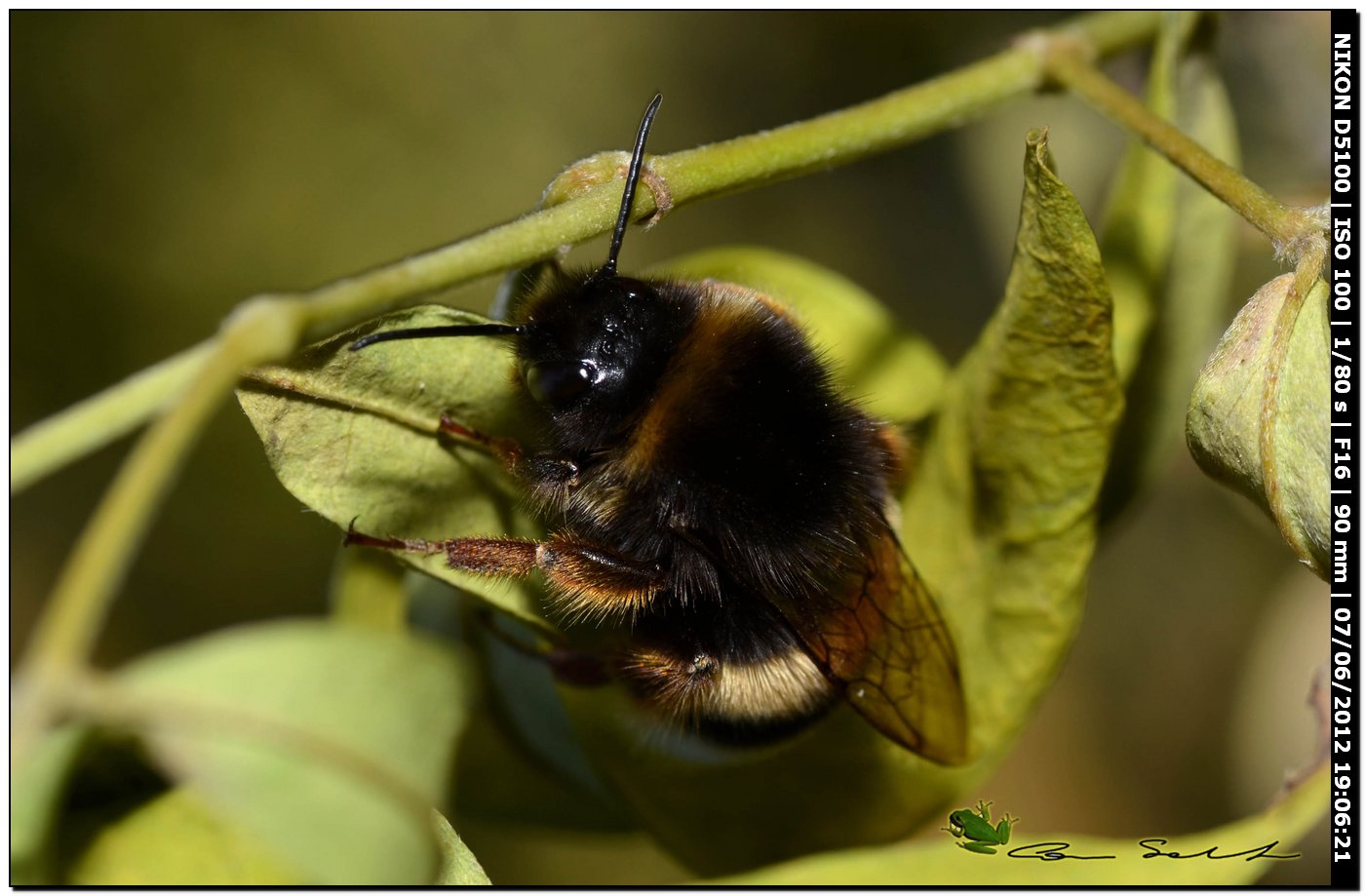 Bombus da id.