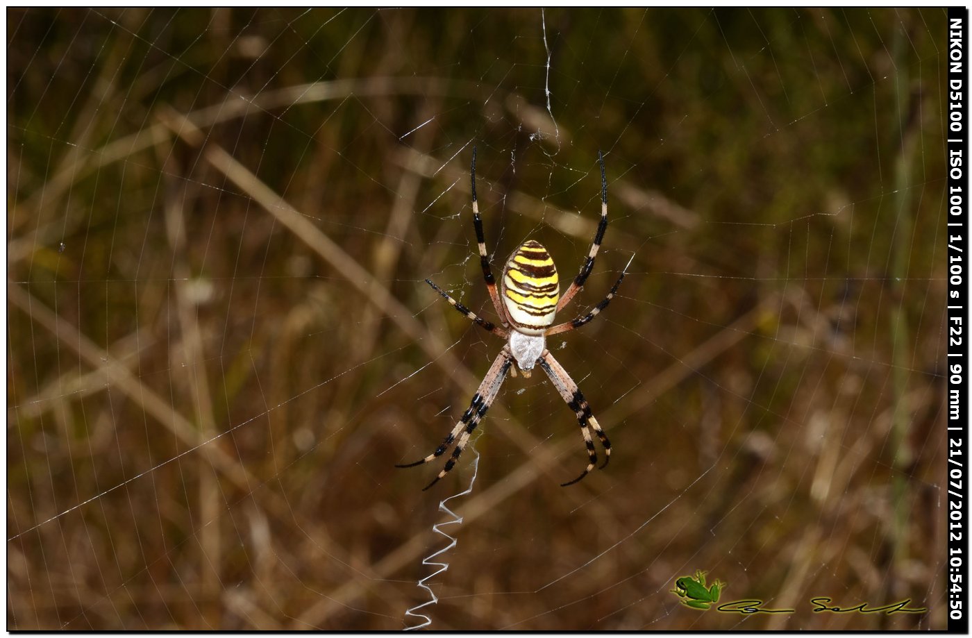 Argiope bruennichi