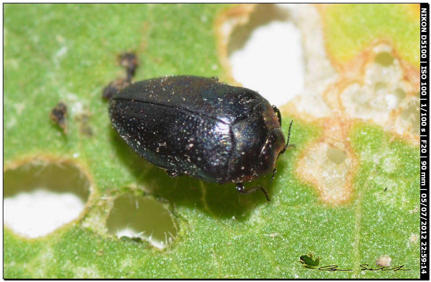 Buprestidae, Trachys troglodytiformis