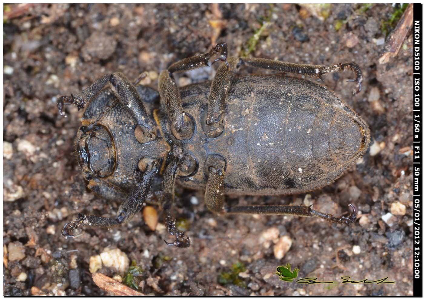 Asida corsica