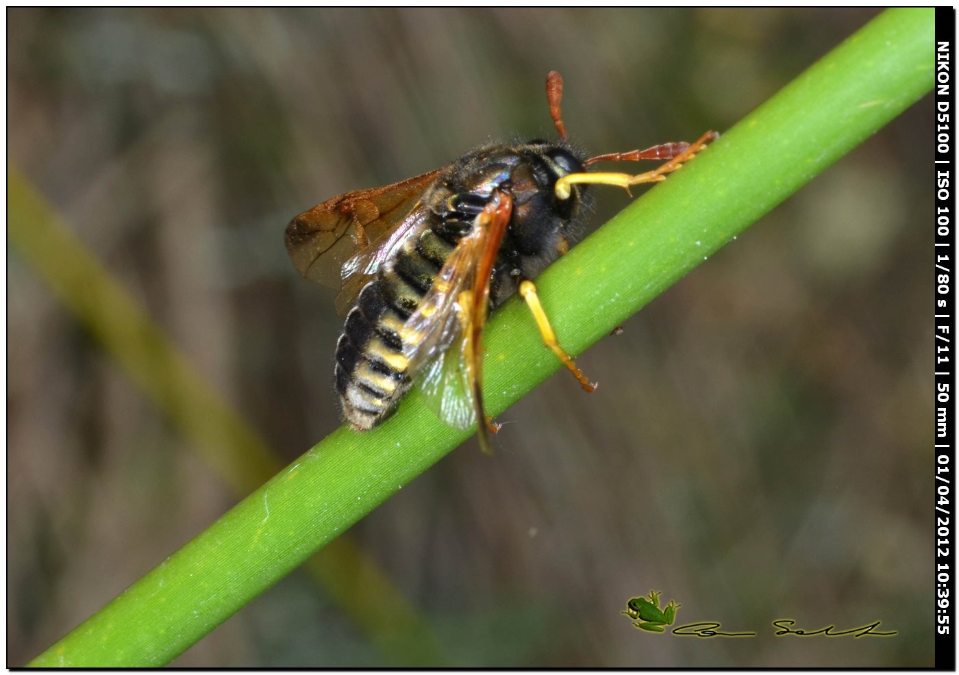 Cimbicidae: Abia sericea